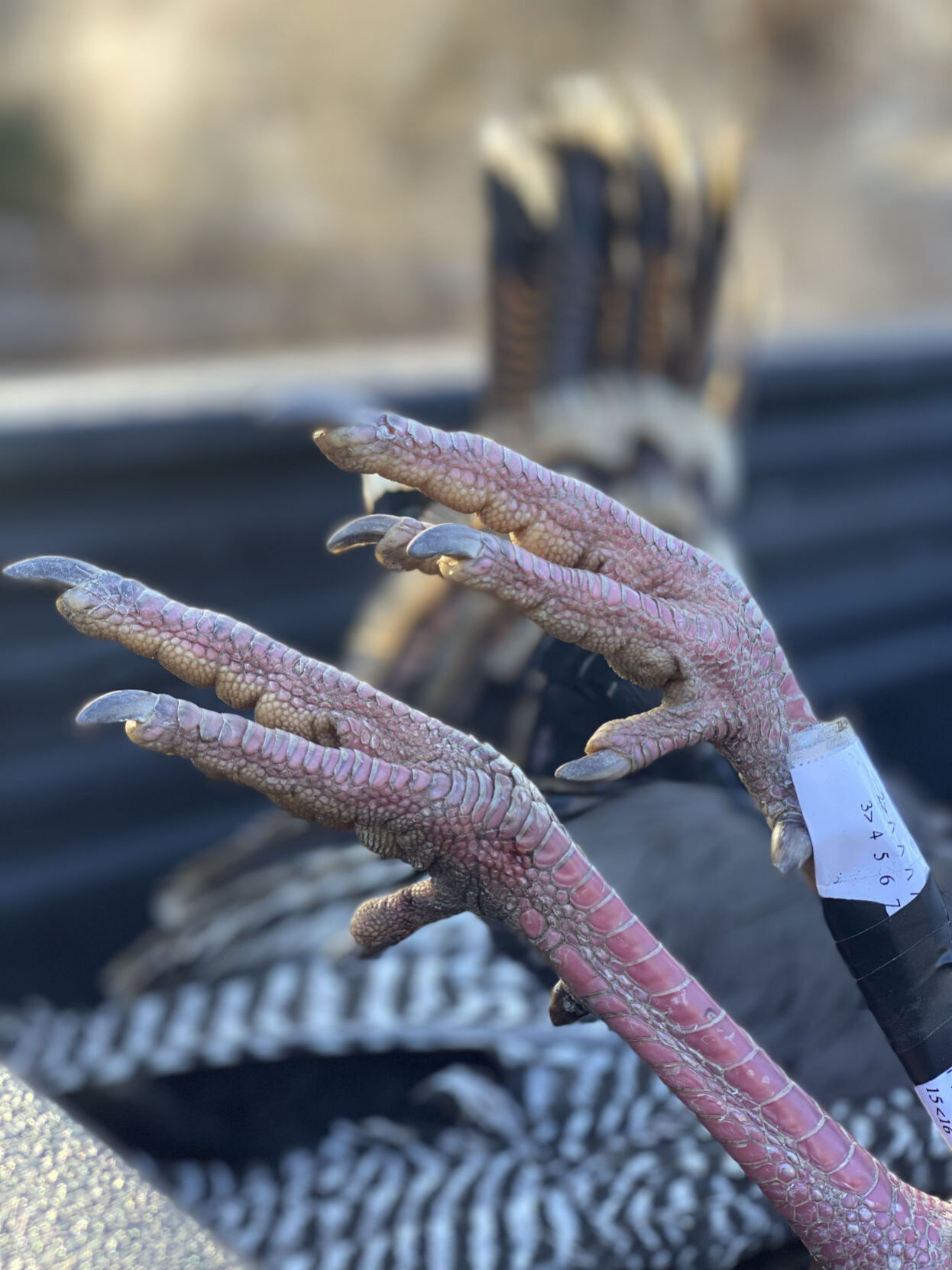 Dinosaur feet